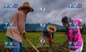 Cosechas en Honduras: ¿Alivio Temporal para la Inseguridad Alimentaria?