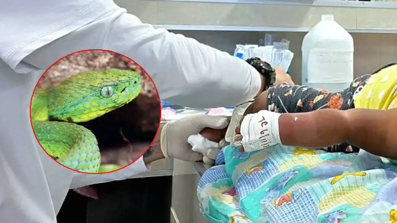 Serpiente tamagás ataca a bebé dentro de su vivienda en Francisco Morazán.